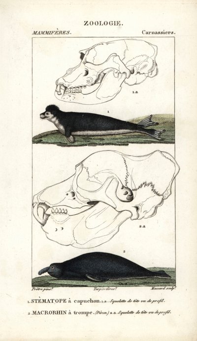 De stematope met kap en de macrorhin met slurf of zeeolifant - Gravure door Jean Gabriel Pretre, gegraveerd door Carnonkel, voor het woordenboek van natuurwetenschappen: zoogdieren door Frederic Cuvier, bewerkt door Pierre Jean Francois Turpin door Unbekannter Künstler