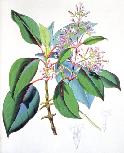 Bladeren en bloemen van de kinaboom, ca. 1850 (gravure) door Unbekannter Künstler
