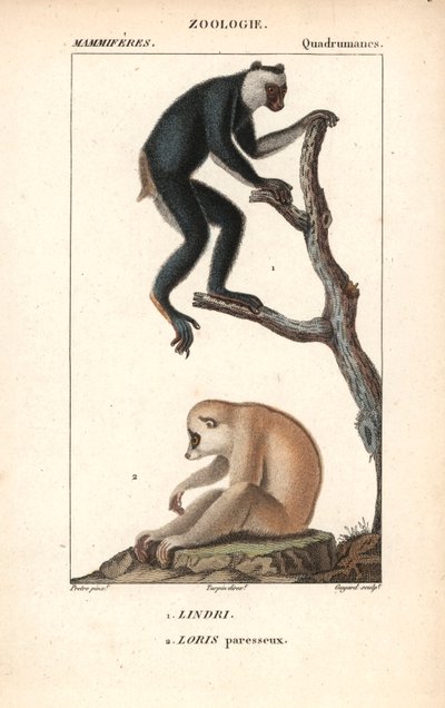 Lemurien indri indri en loris lazy - Lithografie, illustratie door Jean Gabriel Pretre (1780-1885) bewerkt door Pierre Jean Francois Turpin (1775-1840), extract uit het dictionary of natural sciences door Frederic Cuvier, Parijs, Frankrijk door Unbekannter Künstler