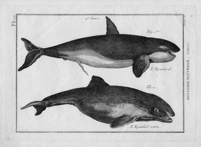 De orka en de dikke orka in "Tableau Encyclopedique et Methodique des trois Regnes de la Nature" door Pierre Joseph Bonnaterre, Parijs 1784 door Unbekannter Künstler