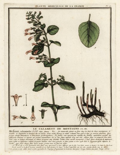 Kleine bergsteentijm, Clinopodium nepeta door Unbekannter Künstler