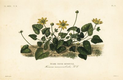Gewone speenkruid, Ficaria verna, Ficaria ranunculoides, Ficaire fauss renoncule door Unbekannt