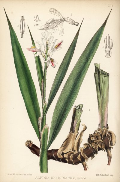 Kleine galanga, Alpinia officinarum. Handgekleurde lithografie door Hanhart naar een botanische illustratie door David Blair uit Robert Bentley en Henry Trimen
