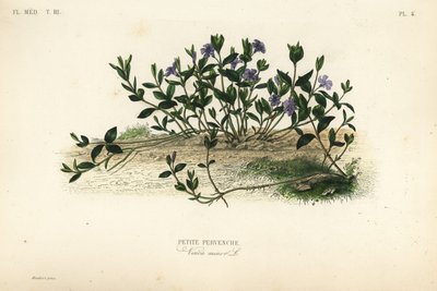 Kleine maagdenpalm, Vinca minor, Petite pervenche door Unbekannt