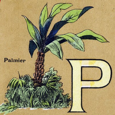 Letter P zoals palmboom. Geïllustreerd alfabet. Beelden verzameld in Jarville-Nancy, begin 20e eeuw. door Unbekannt