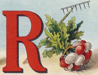 Letter R: hark, radijs. Gravure in "Alphabet de ma petite fille". Bernardin-Bechet en Fils, boekhandel-uitgevers, Parijs, rond 1895. Onbreekbaar album op canvas. Bibliothèque des Bébés. door Unbekannt
