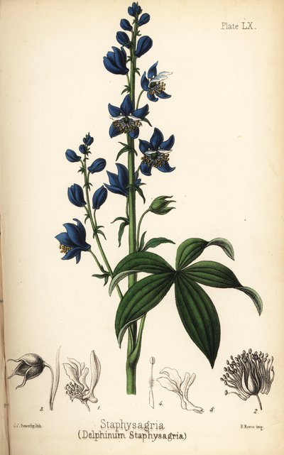 Lie-bane of stavesacre, Delphinium staphisagria (Delphinium staphysagria). Handgekleurde lithografie door Charlotte Caroline Sowerby uit Edward Hamilton