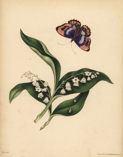 Lelietjes-van-dalen, Convallaria majalis, Zuiverheid en terugkeer van geluk; De paarse Keizer Vlinder, Apatura iris, Onsterfelijkheid van de ziel door Unbekannt