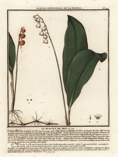 Lelietje-van-dalen, Convallaria majalis door Unbekannter Künstler
