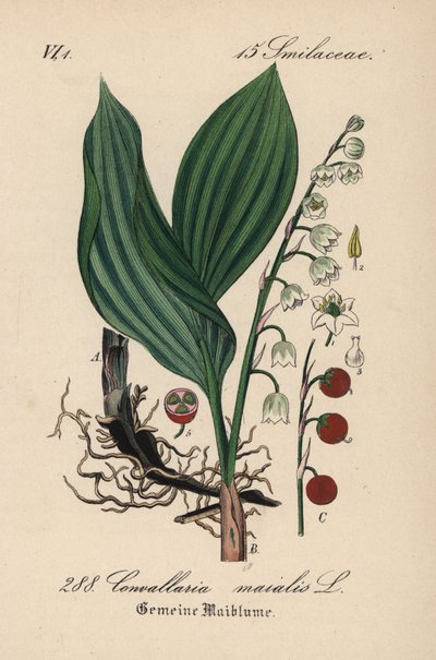 Lelietje-van-dalen, Convallaria majalis door Unbekannter Künstler