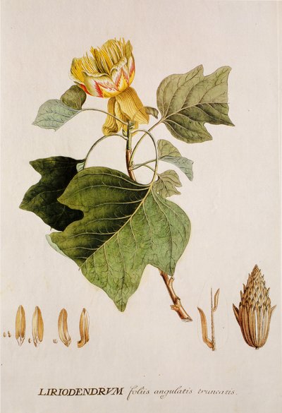 Liriodendron tulipifera/Tulpenboom door Unbekannt
