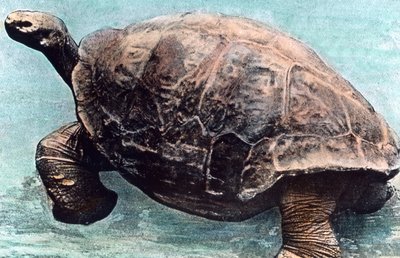 Leven in de zee door Unbekannter Künstler