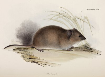Langharige of pest rat, Australië, ca. 1832-1836 door Unbekannter Künstler