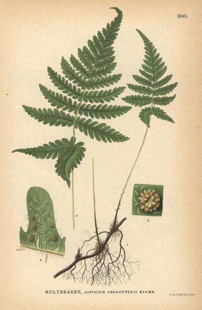 Lange beukvaren, Phegopteris connectilis door Unbekannter Künstler