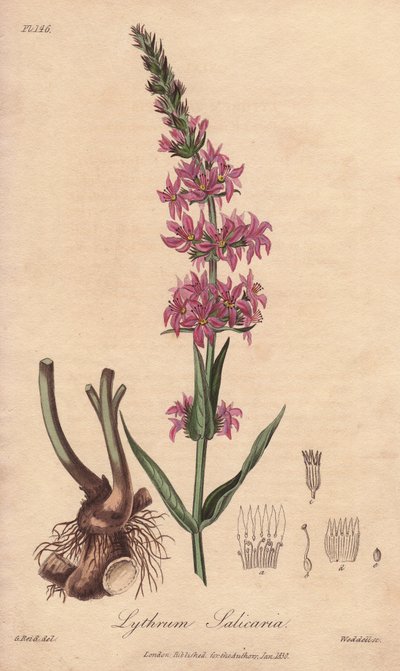 Kattenstaart (Lythrum salicaria) - Sterk water door William Clarke ter illustratie van 
