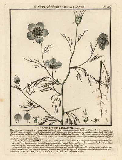 Juffertje-in-het-groen, Nigella arvensis door Unbekannter Künstler
