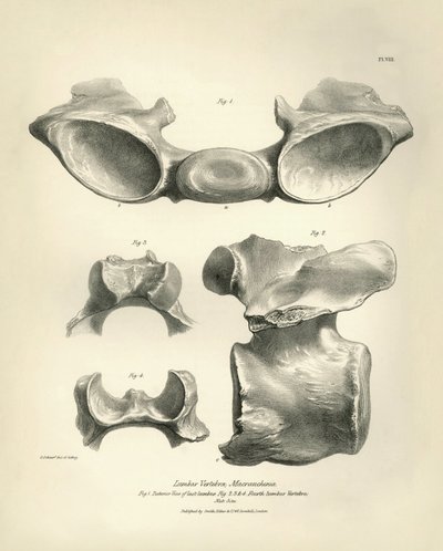 Lendenwervel van Macrauchenia, een prehistorisch dier, gevonden door Charles Darwin tijdens zijn ontdekkingsreis aan boord van de Beagle. 