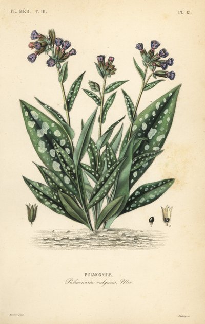 Longkruid, Pulmonaria officinalis door Unbekannt