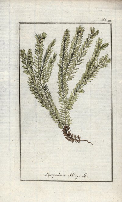 Lycopod in clubs of officinale lycopod (Lycopodium clavatum). Lithografie uit Afbeelding der Artseny-Gewassen door Johannes Zorn (1739-1799), Nederland door Unbekannter Künstler