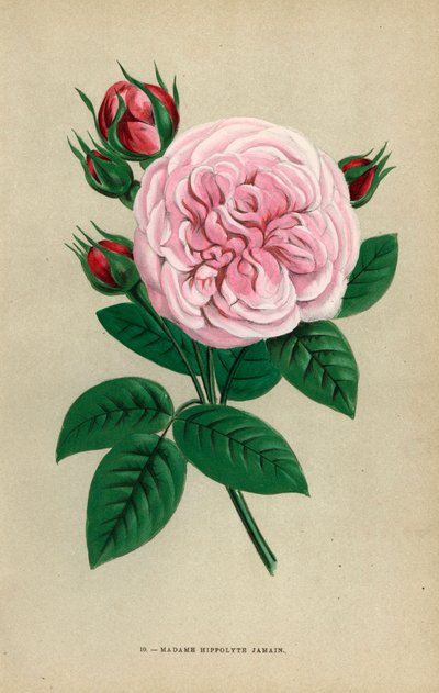 Madame Hippolyte Jamain roos, hybride gekweekt door Monsieur Garcon van Rouen in 1871 en opgedragen aan de vrouw van de auteur - Les Roses, Parijs door Unbekannter Künstler