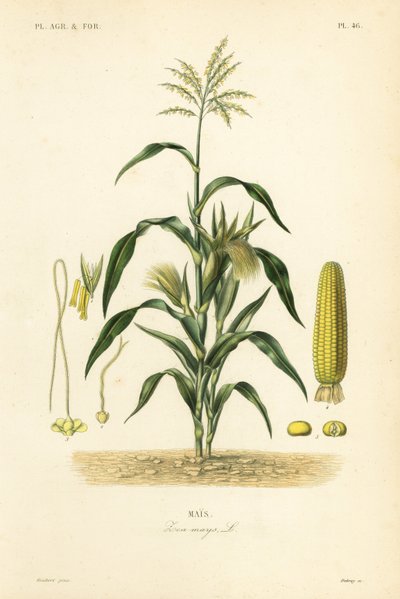 Maïs of koren, Zea mays door Unbekannt