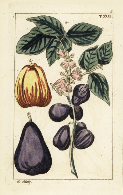 Maleise appel, Syzygium malaccense door Unbekannter Künstler