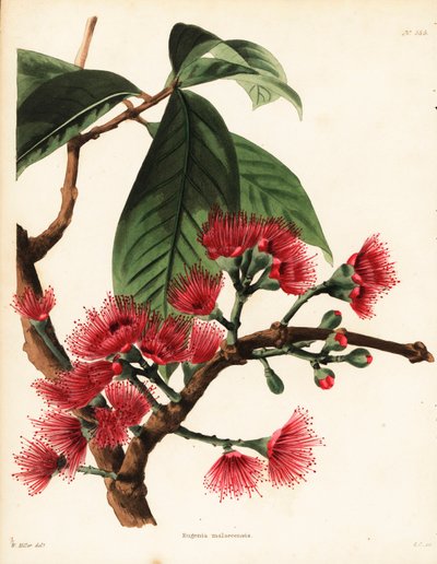 Maleise rozenappel, Syzygium malaccense (Eugenia malaccensis) door Unbekannter Künstler