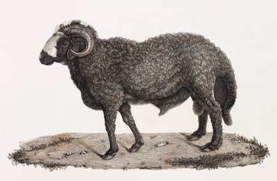 Zoogdieren: een ram met een grote staart door Unbekannt