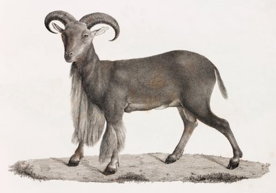 Zoogdieren: een berberschaap door Unbekannt