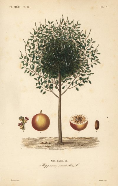 Manchioneelboom, Hippomane mancinella, Mancenillier door Unbekannt