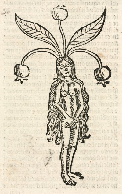 Mandragora (vrouwelijke vorm) door Unbekannt