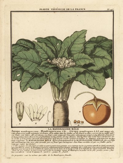 Mandragora, Mandragora officinarum door Unbekannter Künstler