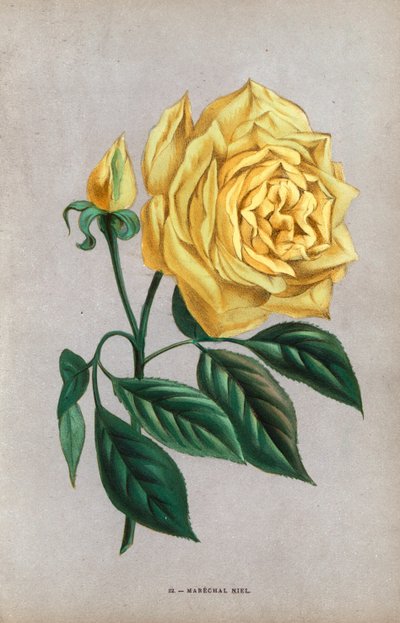 Marechal Niel roos, gele variëteit van de hazelnootroos gekweekt door Montauban in 1864. Chromolithografie getekend en gelithografeerd naar de natuur door F. Grobon uit Hippolyte Jamain en Eugene Forney