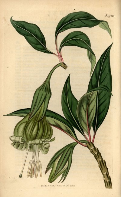 Markea viridiflora (Solandra viridiflora) door Unbekannter Künstler