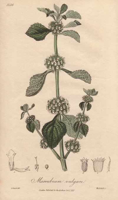 Marrubium vulgare (Marrubium vulgare) - Sterk water door William Clarke ter illustratie van 