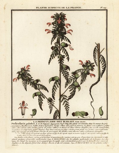 Moerasluiswortel, Pedicularis palustris door Unbekannter Künstler