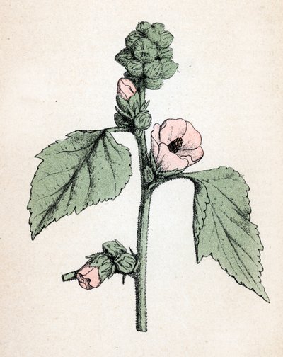 Heemst officinale (Althaea officinalis) (Witte Heemst) (heemst, moerasheemst) Botanische plaat uit "Atlas colorie des plantes medicinales" door Paul Hariot door Unbekannter Künstler