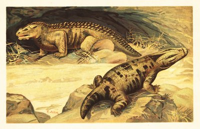 Mastodonsaurus en Pareiasaurus, 1908 door Unbekannter Künstler