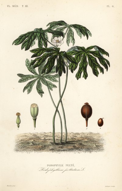 Mayapple of Amerikaanse alruin, Podophyllum peltatum door Unbekannt