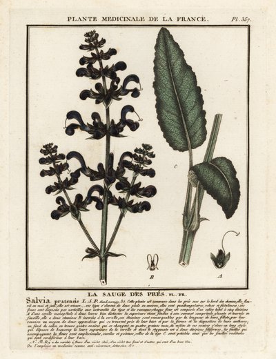 Weidesalie, Salvia pratensis door Unbekannter Künstler