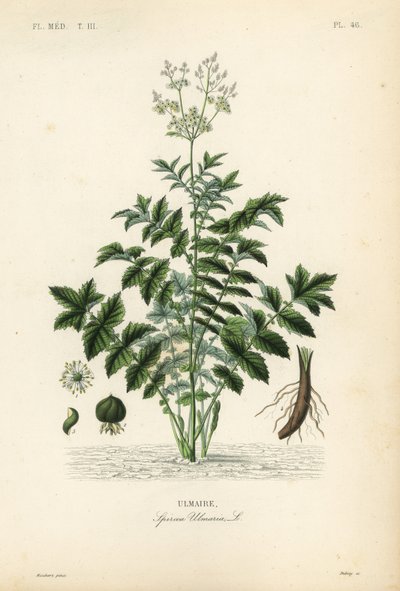 Moerasspirea, Filipendula ulmaria, Spiraea ulmaria, Ulmaire door Unbekannt