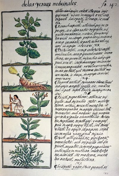 Medicinale planten, tekst in Nahuatl, uit facsimile van manuscript Algemene Geschiedenis van de Dingen van Nieuw-Spanje, ook bekend als Florentijnse Codex, door Bernardino de Sahagun door Benjamin Baud