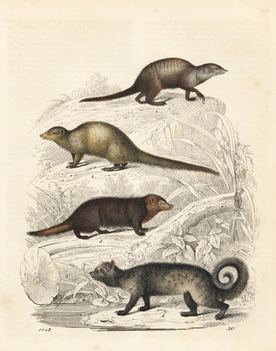 Stokstaartje, Suricata suricatta 1, Indiase grijze mangoest, Herpestes edwardsii 2, gewone kusimanse, Crossarchus obscurus 3, en Aziatische palmroller, Paradoxurus hermaphroditus 4. Handgekleurde lithografie uit Carl Hoffmann