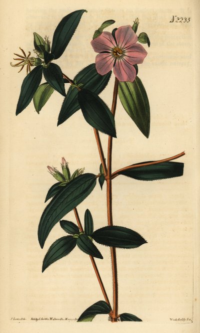 Melastoma osbeckioides. Handgekleurde kopergravure door Weddell naar een illustratie door John Curtis uit Samuel Curtis