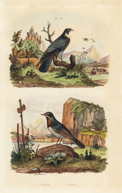 Smelleken, Falco columbarius, en Moltoni