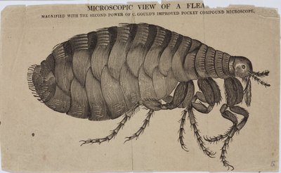 Microscopie door Unbekannt