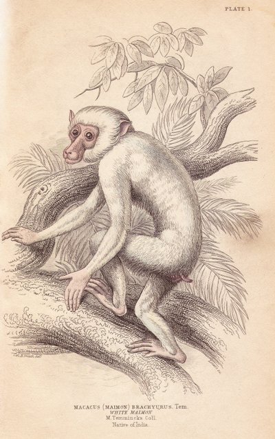Moormakaak, Macaca maura (Macacus maimon brachyurus). Witte maimon, vermoedelijk een albino juveniel - William Jardine