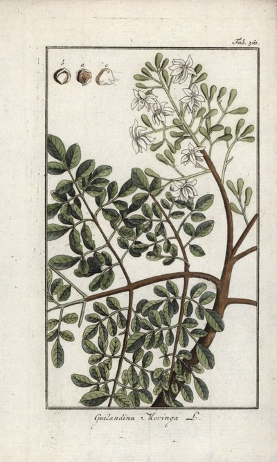 Moringa (Moringa oleifera). Lithografie uit “Afbeelding der Artseny-Gewassen” door Johannes Zorn (1739-1799), Nederland door Unbekannter Künstler