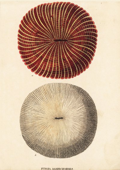 Paddenstoel koraal, Fungia fungites (Fungia agariciformis). Handgekleurde staalgravure uit Georg Friedrich Treitschke