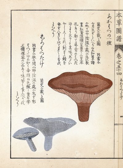Paddenstoelen: akahatsu lacatire en witte shirohatsudake - Japanse prent door Kanen Iwasaki, uit Honzo Zufu, illustratieve gids voor geneeskrachtige planten door Unbekannter Künstler